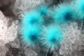 CIANOTRICHITE (Cyanotrichite) - Solfati